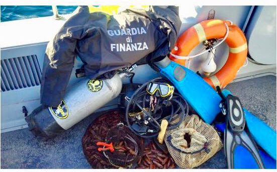 SORRENTO – LA GUARDIA DI FINANZA SEQUESTRA 20 kg DI DATTERI DI MARE