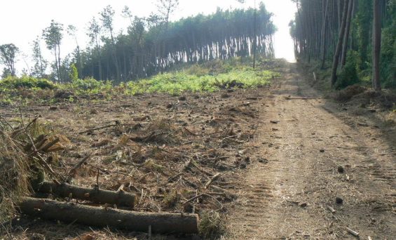 Sorrento, riqualificazione della Pineta Le Tore cittadini e associazioni vogliono vederci chiaro. Wwf e Vas chiedono l’accesso agli atti.