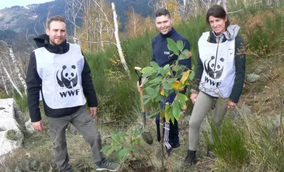 Un sabato con il Wwf a piantare abeti sul Faito.